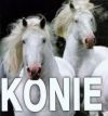 Konie